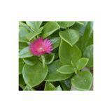 AnkaBahçe Buz Çiçeği Fidesi Fidanı 1 Adet 10-20 cm Aptenia Cordifolia