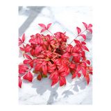 AnkaBahçe Cennet Bambusu Renk Değiştiren Nandina Firepower 20-30 CM