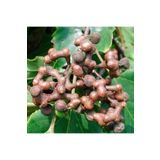 AnkaBahçe Hovenia Dulcis Japon Kuru Üzüm Ağacı, 30 - 40 Cm Saksıda