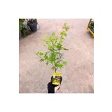 AnkaBahçe Japon Akçaağaç Fidanı Acer Palmatum 30-50 Cm