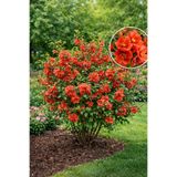 AnkaBahçe Japon Ayvası Fidanı Chaenomeles Japonica (Cydonia Japonica) Tüplü 40-60 cm