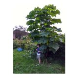 AnkaBahçe Pavlonya Fidanı - Paulownia (Çin Kavağı) 20-40 cm