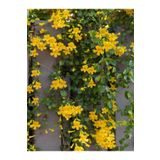 AnkaBahçe Sarı Yasemin Çiçeği Fıdanı (60 70 CM)1 Adet Saksılı Dış Mekan Bitkisi Jasminum Mesnyi