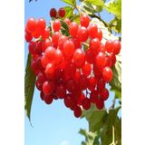 AnkaBahçe Tüplü Aromatik Salkım Meyveli Girebolu (gilaburu) Fidanı