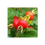 AnkaBahçe Tüplü Büyük Meyveli Rosa Rugosa Kuşburnu Fidanı
