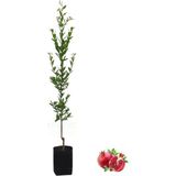 AnkaBahçe Tüplü Hicaz Nar Fidanı 80-100 cm