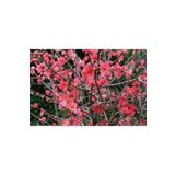 AnkaBahçe Tüplü Japon Ayvası Bahar Dalı Fidanı 20-30 Cm Chaenomeles Japonica