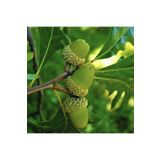 AnkaBahçe Tüplü (quercus) Meşe Ağacı Fidanı 30-50 cm