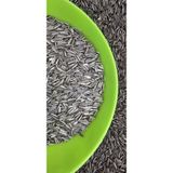 Ankara Yem Evi Sultan Papağanı Cennet Papağanı Çekirdeği 1 Kg