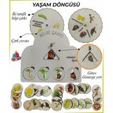 Ankebut Bilgi Çarkı Fen Seti 2 Yaşam Döngüsü