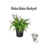 Anneler Günü Hediyeli Aşk Merdiveni Bitkisi Helen Saksı Hediyeli Salon Bitkisi