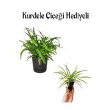 Anneler Günü Hediyeli Aşk Merdiveni Bitkisi Kurdele Çiçeği Hediyeli Salon Bitkisi, BTS001NA2241