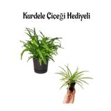 Anneler Günü Hediyeli Aşk Merdiveni Bitkisi Kurdele Çiçeği Hediyeli Salon Bitkisi, SRD30012025BYB740