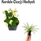 Anneler Gününe Özel Beyaz Renk Milii Dikenler Tacı Çiçeği Kurdele Çiçeği Hediyeli