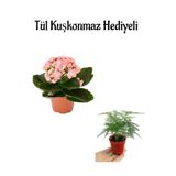 Anneler Gününe Özel Hediyelik Açık Pembe Kalanşo Çiçeği Tül Kuşkonmaz Hediyeli