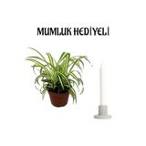 Anneler Gününe Özel Hediyelik Kurdele Çiçeği Mumluk Hediyeli Ofis Bitkisi