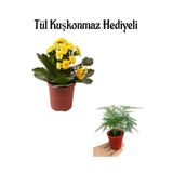 Anneler Gününe Özel Hediyelik Sarı Renk Kalanşo Çiçeği Tül Kuşkonmaz Hediyeli