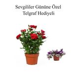 Anneler Gününe Özel Kırmızı Renk Gül Fidanı Telgraf Hediyeli