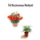 Anneler Gününe Özel Kırmızı Renk Karanfil Çiçeği Tül Kuşkonmaz Hediyeli