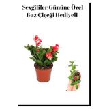Anneler Gününe Özel Kırmızı Renk Yılbaşı Çiçeği Buz Çiçeği Hediyeli, BTS001NU017