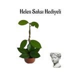 Anneler Gününe Özel Pembe Renk Mum-Hoya Bitkisi Helen Saksı