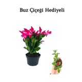 Anneler Gününe Özel Pembe Renk Yılbaşı Buz Çiçeği Hediyeli, BTS001NU080209