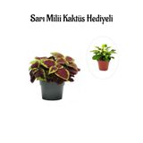 Anneler Gününe Özel Renkli Yapraklı Yaprak-Cam Güzeli Sarı Milli Kaktüs Hediyeli