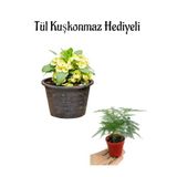 Anneler Gününe Özel Sarı Renk Milli Dikenler Tacı Çiçeği Tül Kuşkonmaz Hediyeli