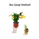 Anneler Gününe Özel Sarı Renk Yılbaşı Çiçeği-Kaktüsü Buz Çiçeği Hediyeli