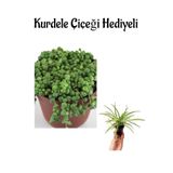 Anneler Gününe Özel Tespih-Boncuk Çiçeği Bitkisi Kurdele Çiçeği Hediyeli