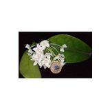 Antalya tropiksera Hoya Albiflora - Kokulu Mum Çiçeği 10-20 Cm Boyda, Toprak Da Köklü Ve Sürgünlü (KOD:NEW03A)