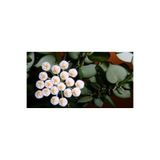 Antalya tropiksera Hoya Krohniana ''heart Leaves'' Kokulu Mum Çiçeği 10-20 Cm Boyda, Toprak Da Köklü Ve Sürgünlü