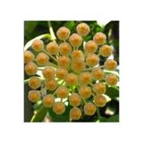 Antalya tropiksera Hoya Obscura Yellow - Kokulu Mum Çiçeği 10-20 Cm, Toprak Da Köklü Ve Sürgünlü
