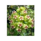 Antalya tropiksera Hoya Ut 033 - Kokulu Mum Çiçeği 10-20 Cm, Toprak Da Köklü Ve Sürgünlü