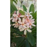 Antalya tropiksera Saksıda Tomurcuklu Yoğun kokulu Plumeria - Frangipani, Grafted plumeria Dwarf Singapore (Aşılı singapur cüce plumeria) beyaz/sarı renk (40-60 cm boyda)