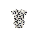 Antebies Balina Body, Erkek