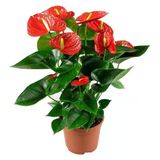 Anthurium Andraeanum Kırmızı Antoryum Flamingo Çiçeği 10-20 Cm