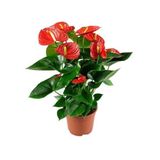 Anthurium Andraeanum Kırmızı Antoryum Flamingo Çiçeği, İç Mekan Bitkisi