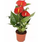 Anthurium Andraeanum Red Kırmızı Antoryum Flamingo Çiçeği Fidanı