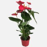 Anthurium Andreanum Antoryum Çiçeği
