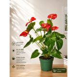 Antoryum Fidesi Kırmızı Renk Canlı Saksılı Anthurium Flamingo Çiçeği