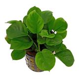 Anubias Barteri Round Golden Coin 5-6 Yapraklı Canlı Bitki