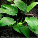 Anubias Barteri Var. Nana 1 Ad L233