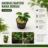 Anubias Barteri Var Nana Bonsa Canlı Bitki