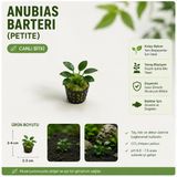 Anubias Berteri Var Nana Petite Canlı Bitki
