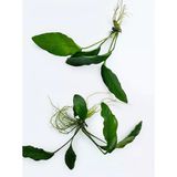 Anubias Canlı Akvaryum Bitkisi (1 Adet Köklü Rizomlu Canlı Su Bitkisi)