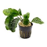 Anubias Coffeefolia Compact Saksı Canlı Bitki