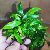 Anubias Glabra Minima Saksı Canlı Bitki - Çok Renkli