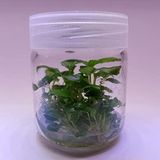Anubias Heterophylla Mini In Vitro 200Cc