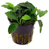 Anubias Nana Bonsai Saksı Canlı Bitki